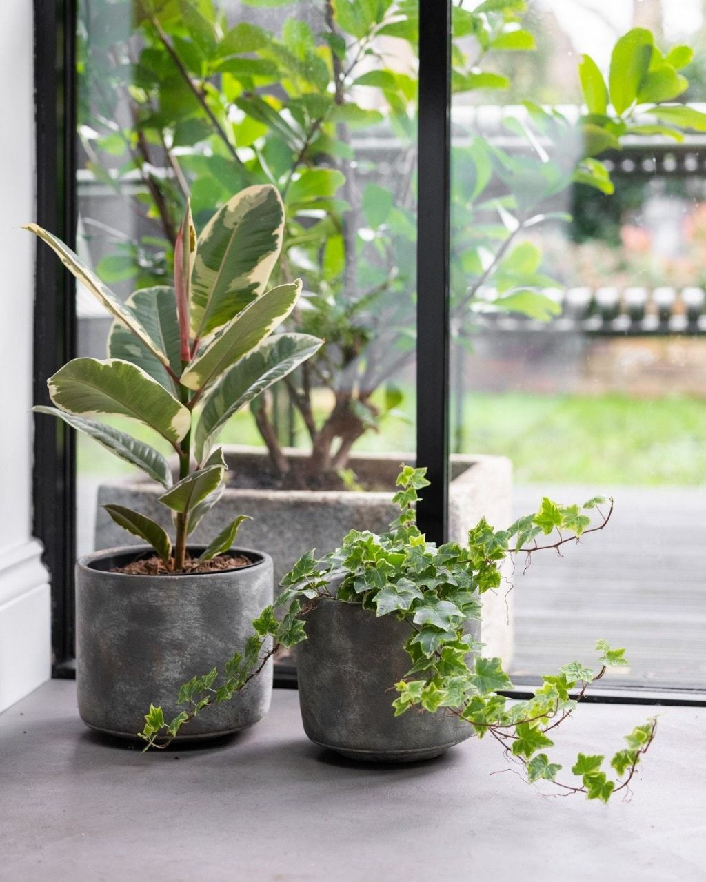 Variegated English Ivy | Indoor Plants Delivered | The Stem