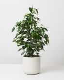 Weeping Fig In White Elho Plant Pot