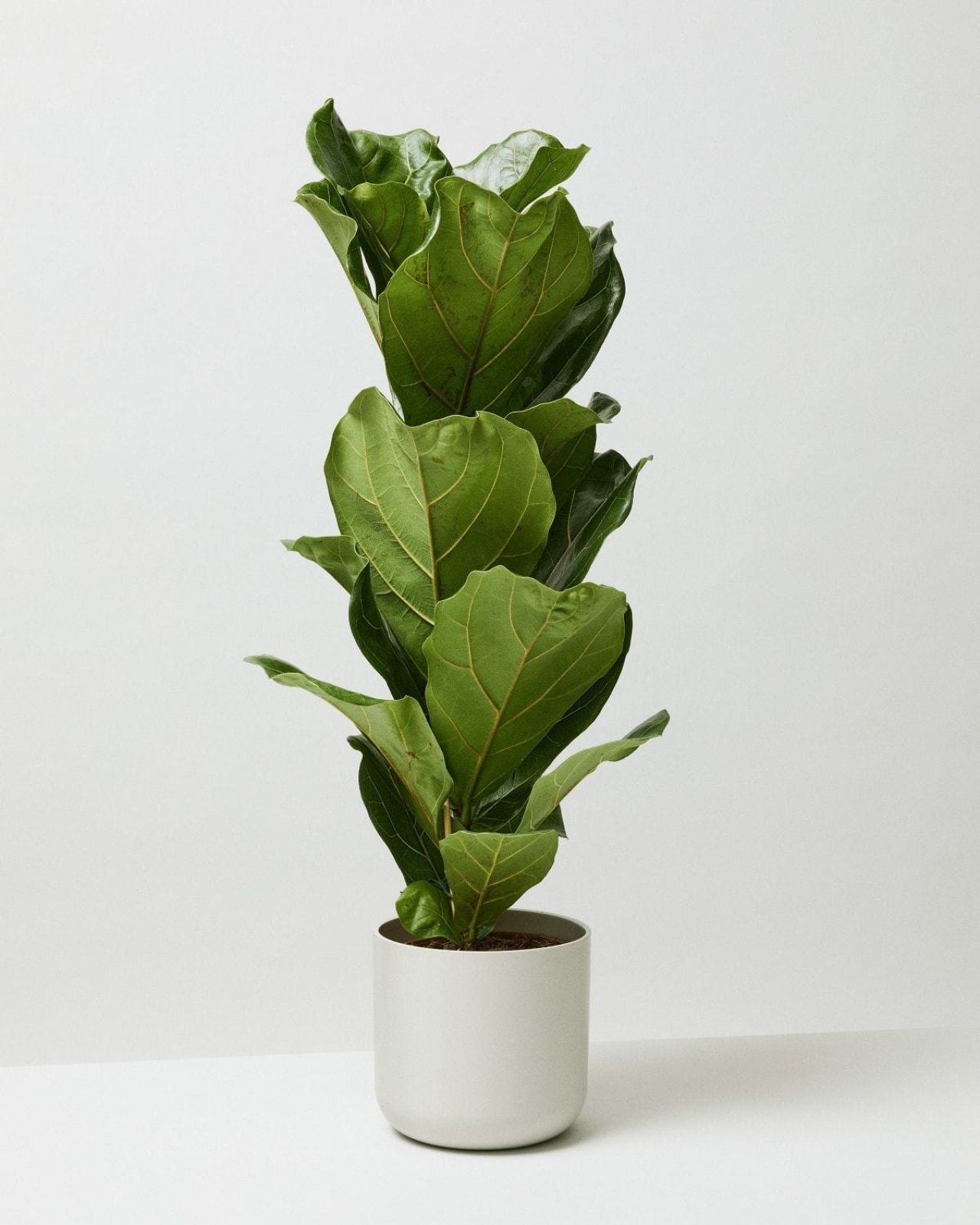 Fiddle Leaf Fig Ficus Lyrata Houseplants The Stem