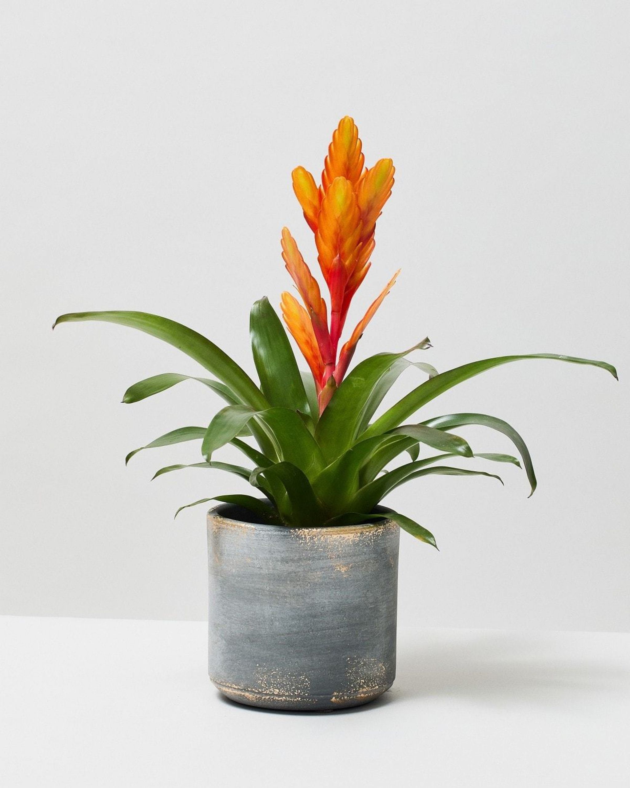 Flaming Sword Plant | Vriesea Splendens | The Stem