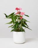 Pink Flamingo Flower In Lisbon Plant Pot