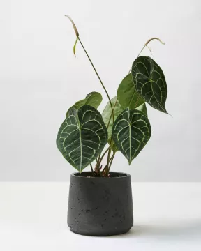 Anthurium Clarinervium 2 0098