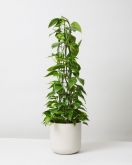 Golden Pothos On Pole In Lisbon Plant Pot