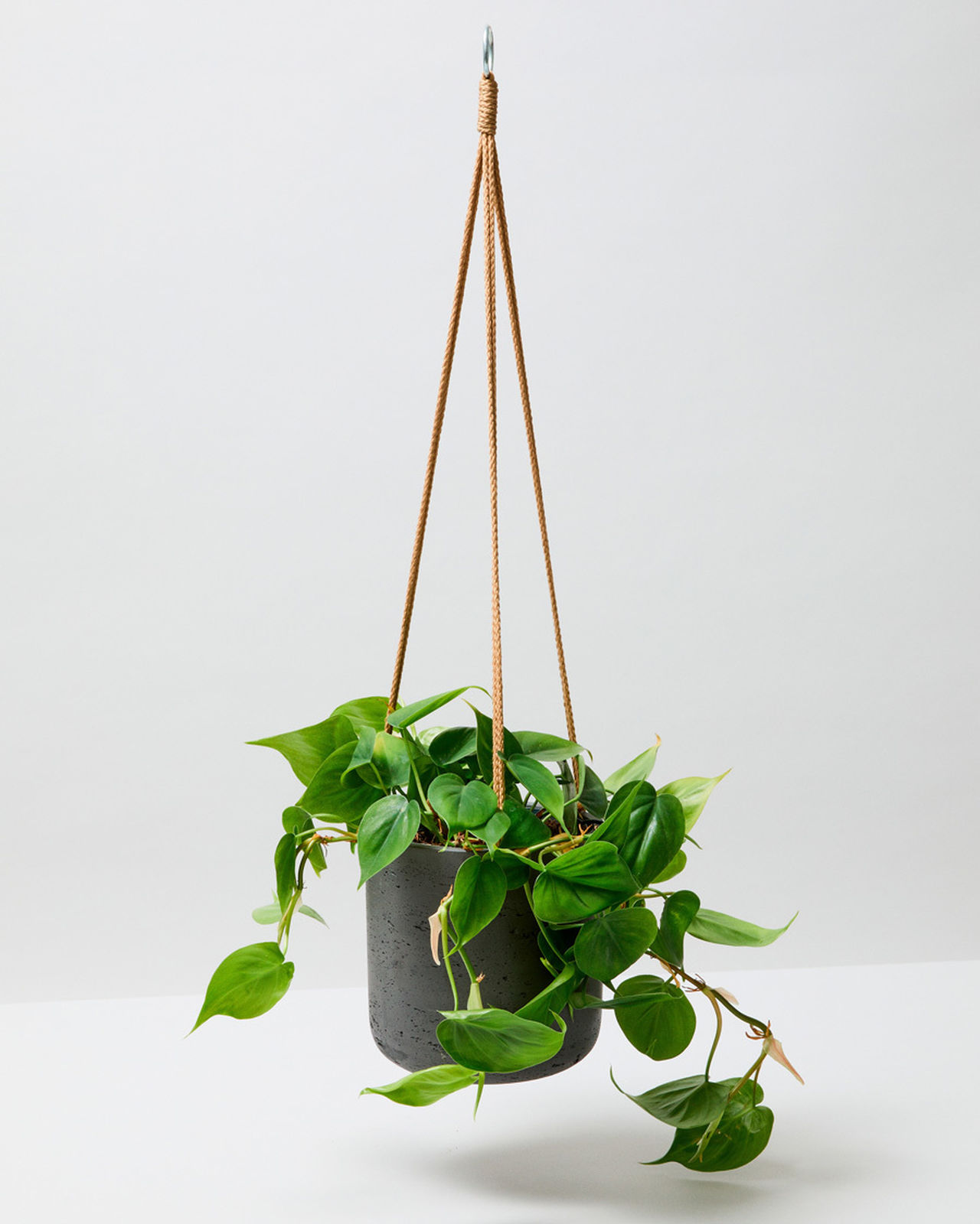 Hanging Philodendron Scandens Heartleaf Philodendron The Stem