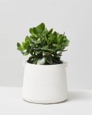 Jade Plant In White Handle Plant Pot