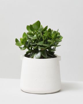 Jade Plant In White Handle Plant Pot
