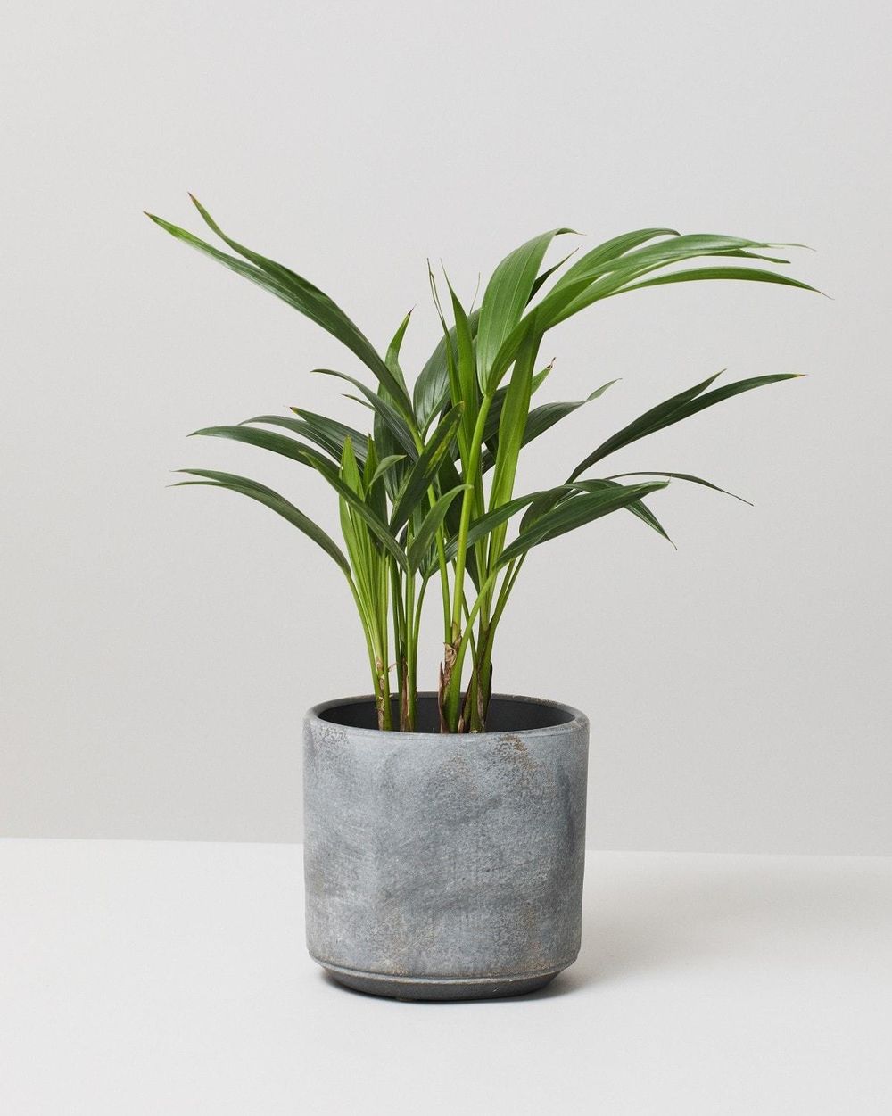 Air Purifying Indoor Plants Plant Delivery London The Stem