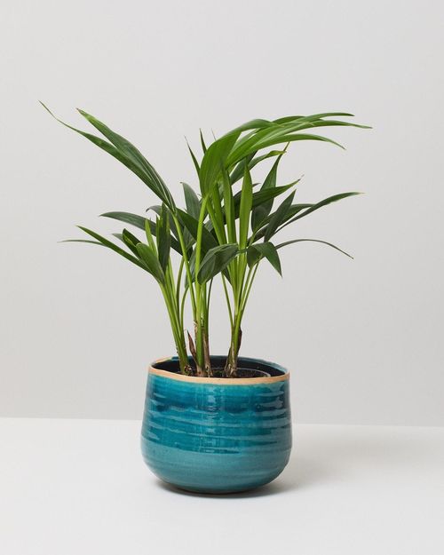Air Purifying Indoor Plants Plant Delivery London The Stem