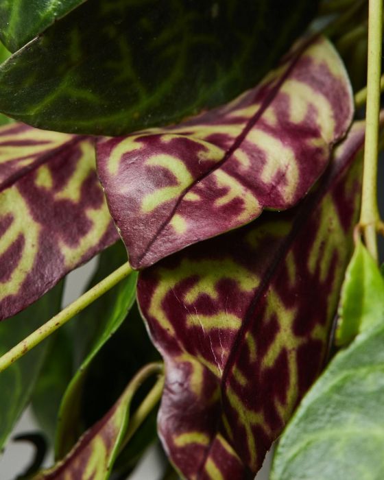 Lipstick Plant Indoor Plants The Stem