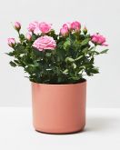 Living Roses Pink 1 0014