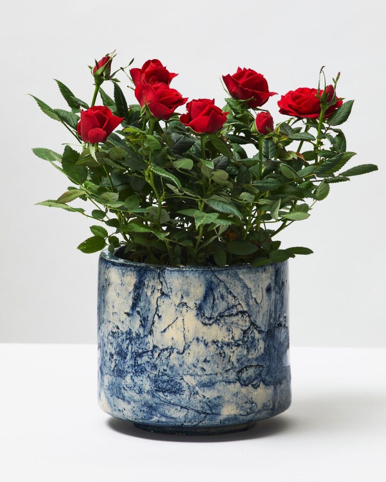 Red Rose Plant | Living Roses | The Stem