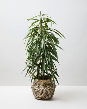 Benjamin Tree 1