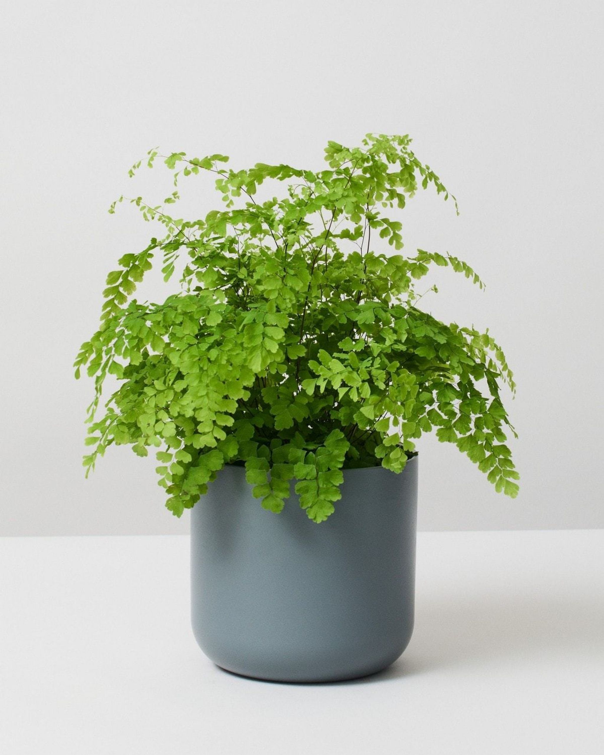 Maidenhair Fern Adiantum Raddianum The Stem