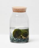 Terrarium Moss Ball 1 0155