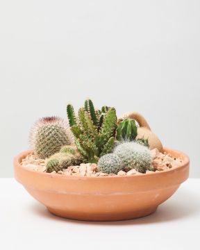 Cactus mix 1