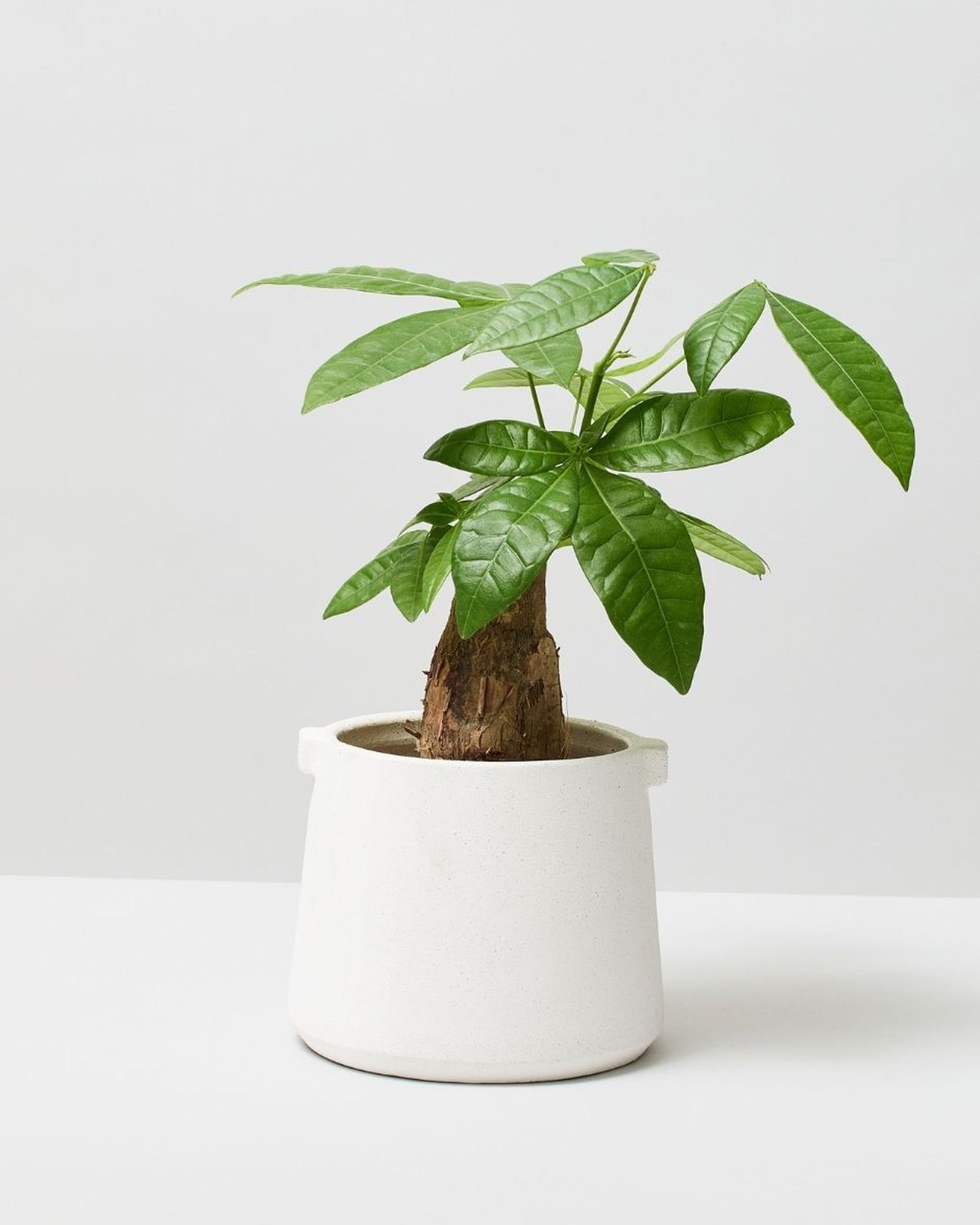 Bonsai Money Tree Pachira Aquatica The Stem