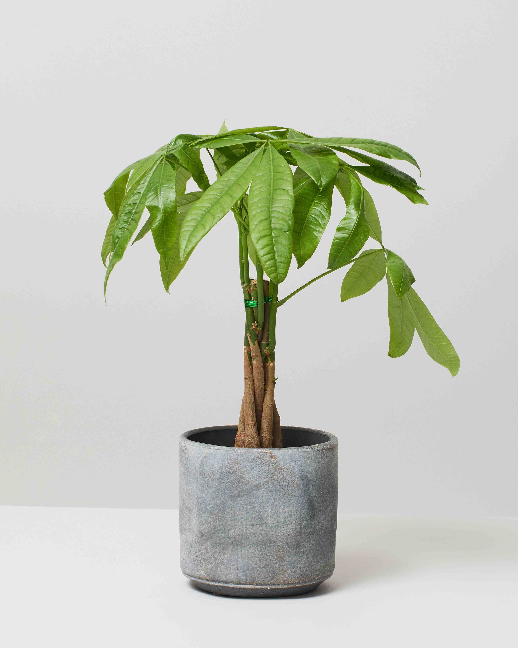 Money Tree Pachira Aquatica Plant Delivery London The Stem