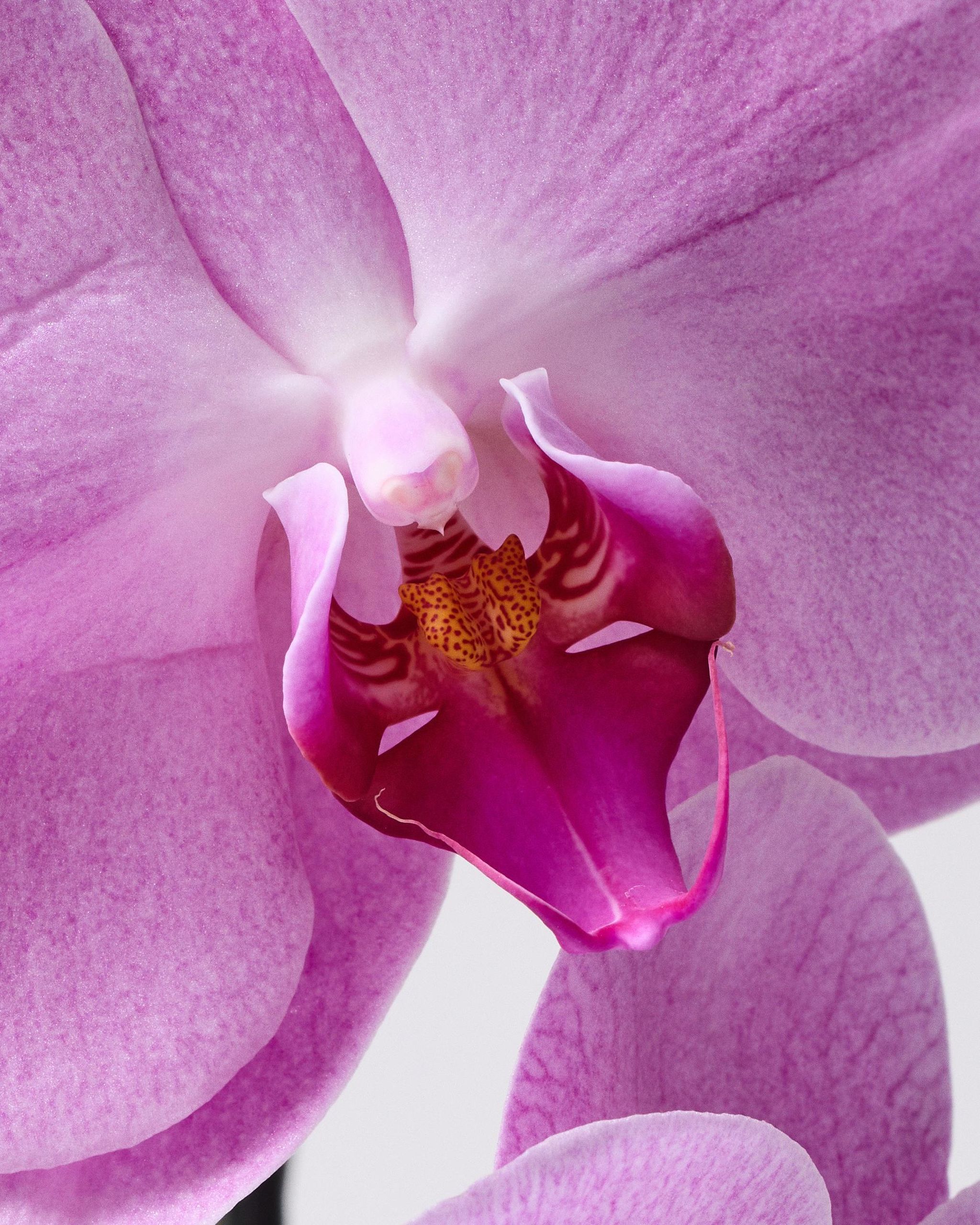 Pink Moth Orchid Phalaenopsis The Stem