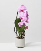 Moth Orchid Pink 1