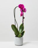 Purple Moth Orchid In Dalton Plant Pot