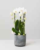 White Moth Orchid In Tivoli Earth Plant Pot