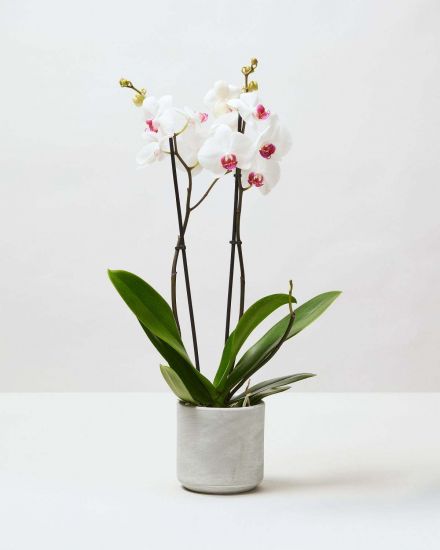 Resize Moth Orchid White 1 0138