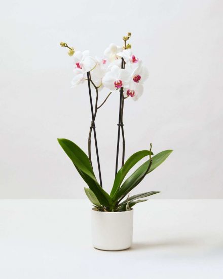 Resize Moth Orchid White 2 0140