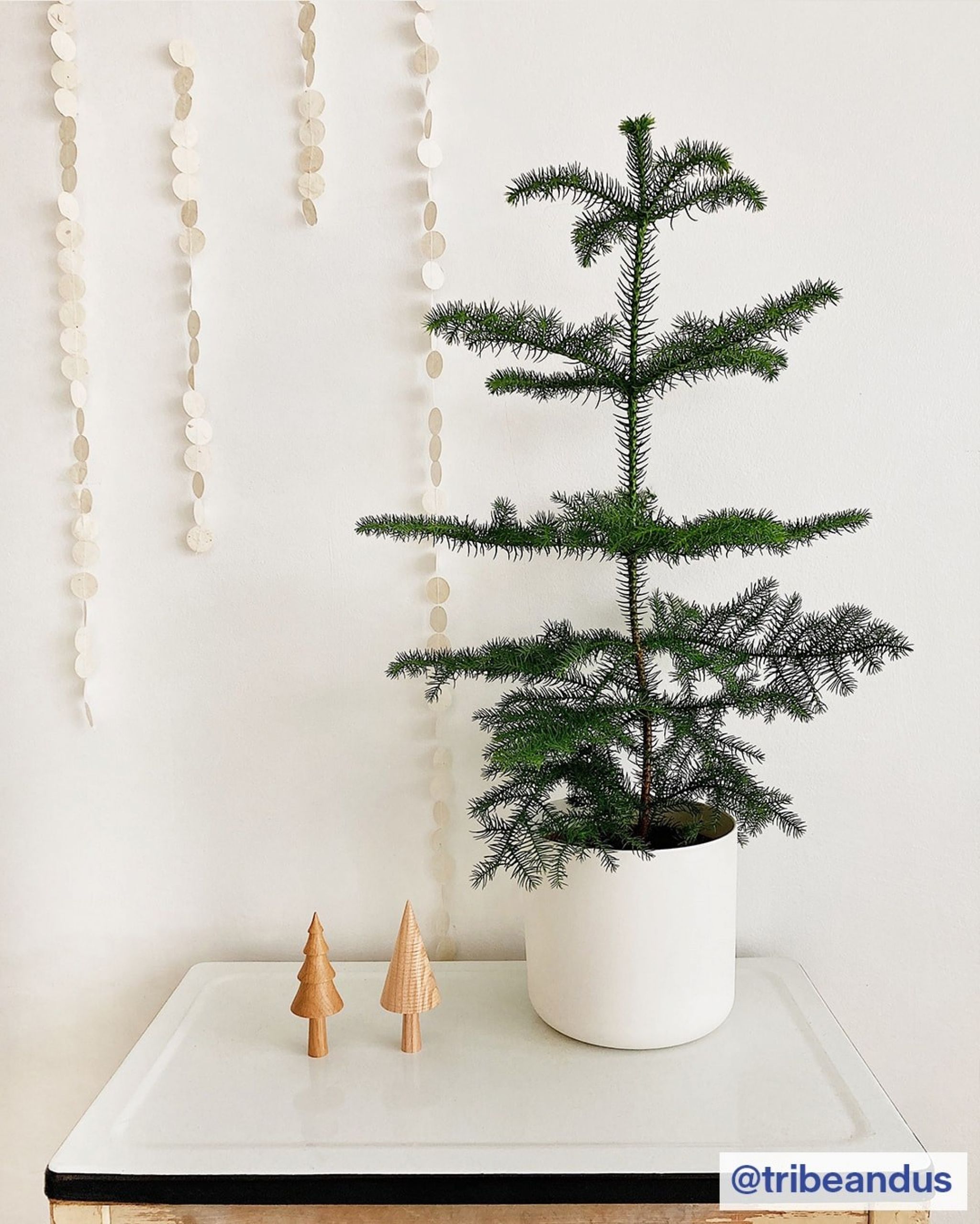 Norfolk Island Pine Christmas Tree