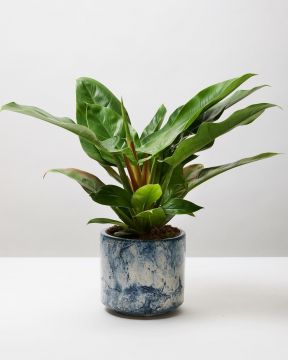 Philodendron Imperial Green 4
