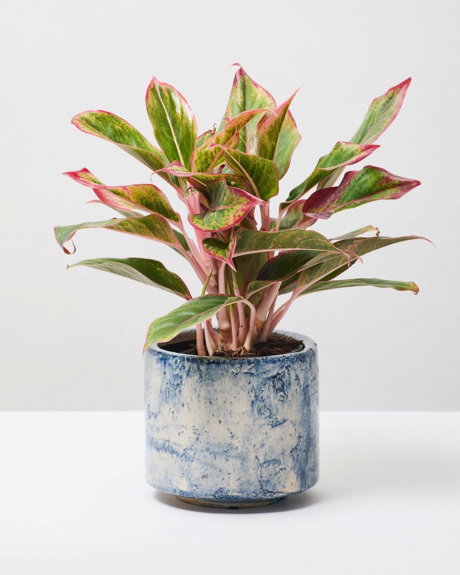 Red Chinese Evergreen | Aglaonema Crete | The Stem