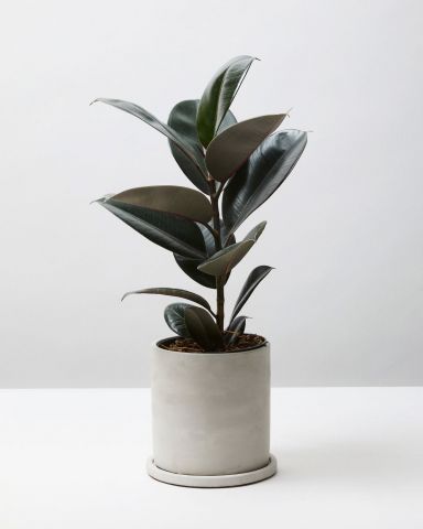 Rubber Plant 'Abidjan' | The Stem