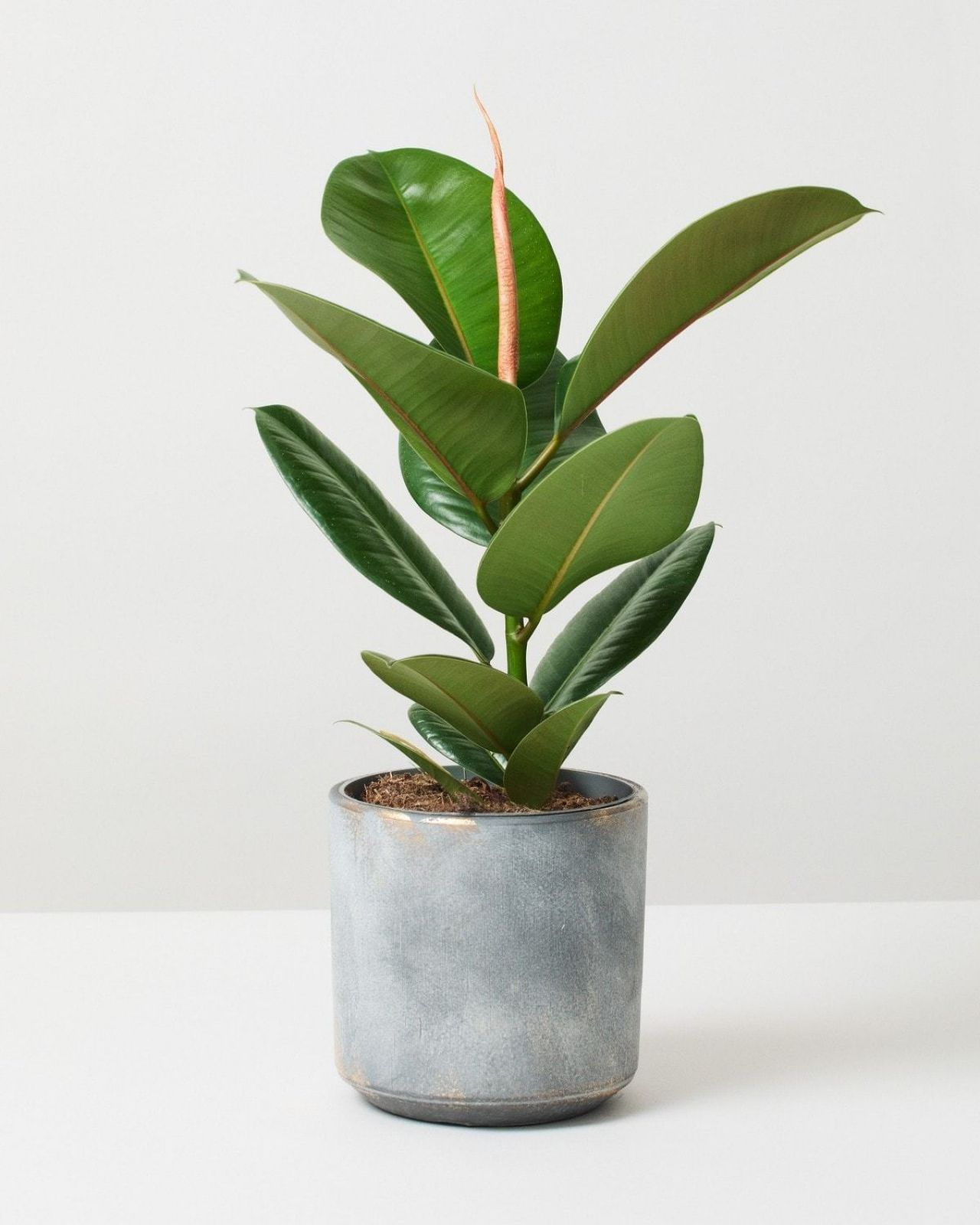 Rubber Plant 'Robusta' Ficus Elastica Houseplants The Stem