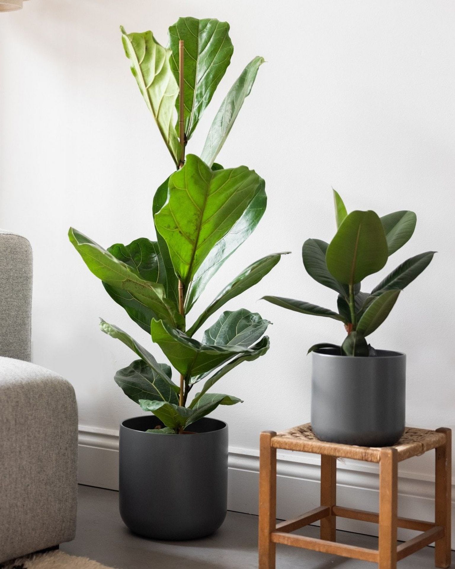 Rubber Plant 'Robusta' Ficus Elastica Houseplants The Stem