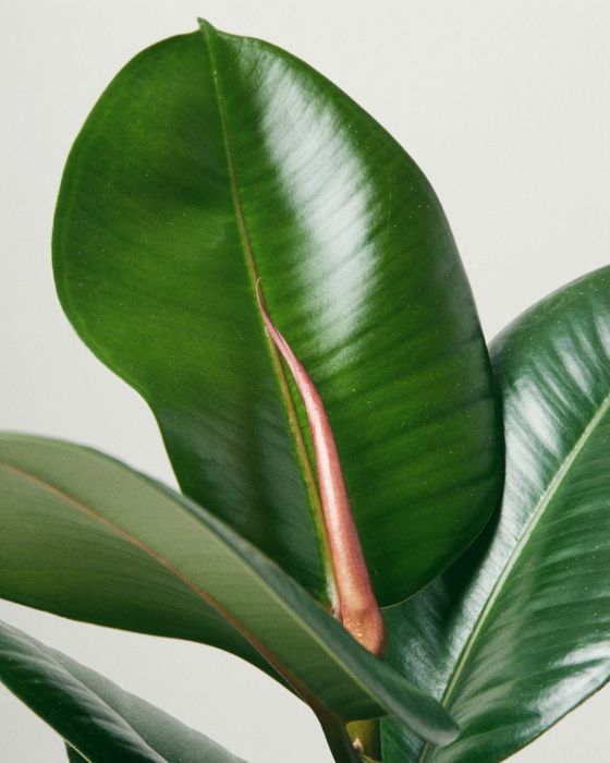 Rubber Plant 'Robusta' Ficus Elastica Houseplants The Stem