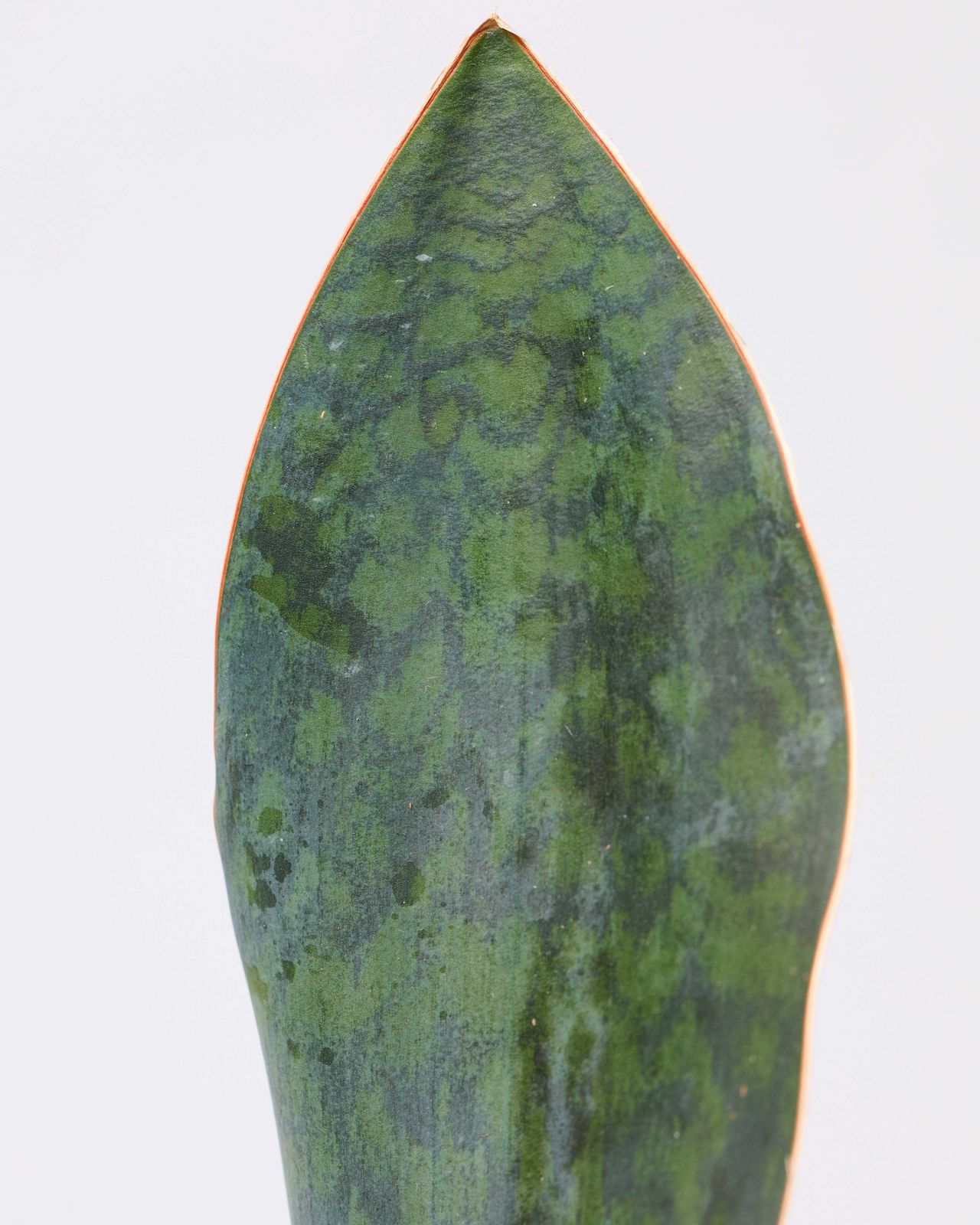 Why Are Whale Fin Plants So Expensive? (The Truth Hurts) - wsivn4p