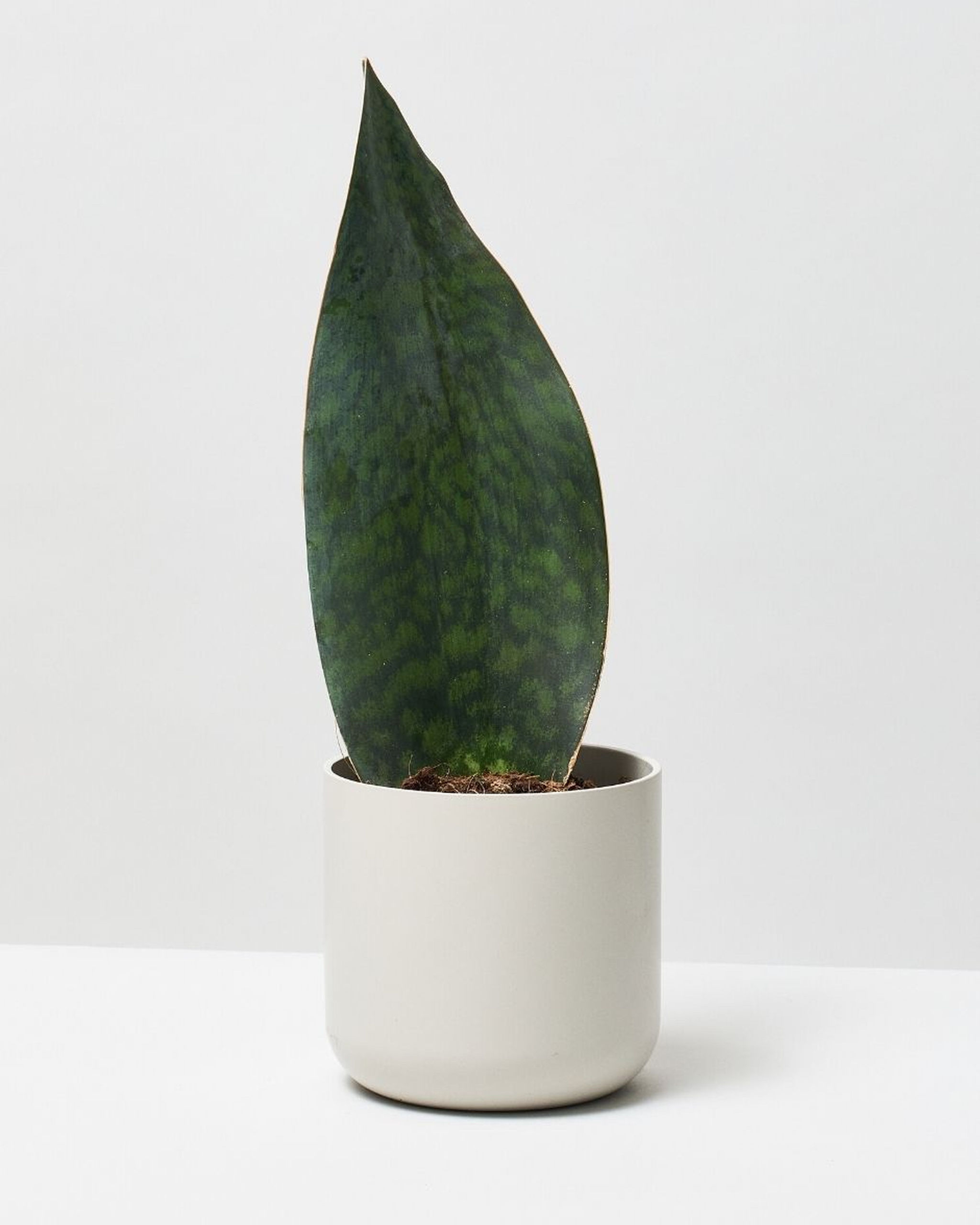 Uncovering The Mystery: Why Whale Fin Plants Command High Prices - 2mahg6l