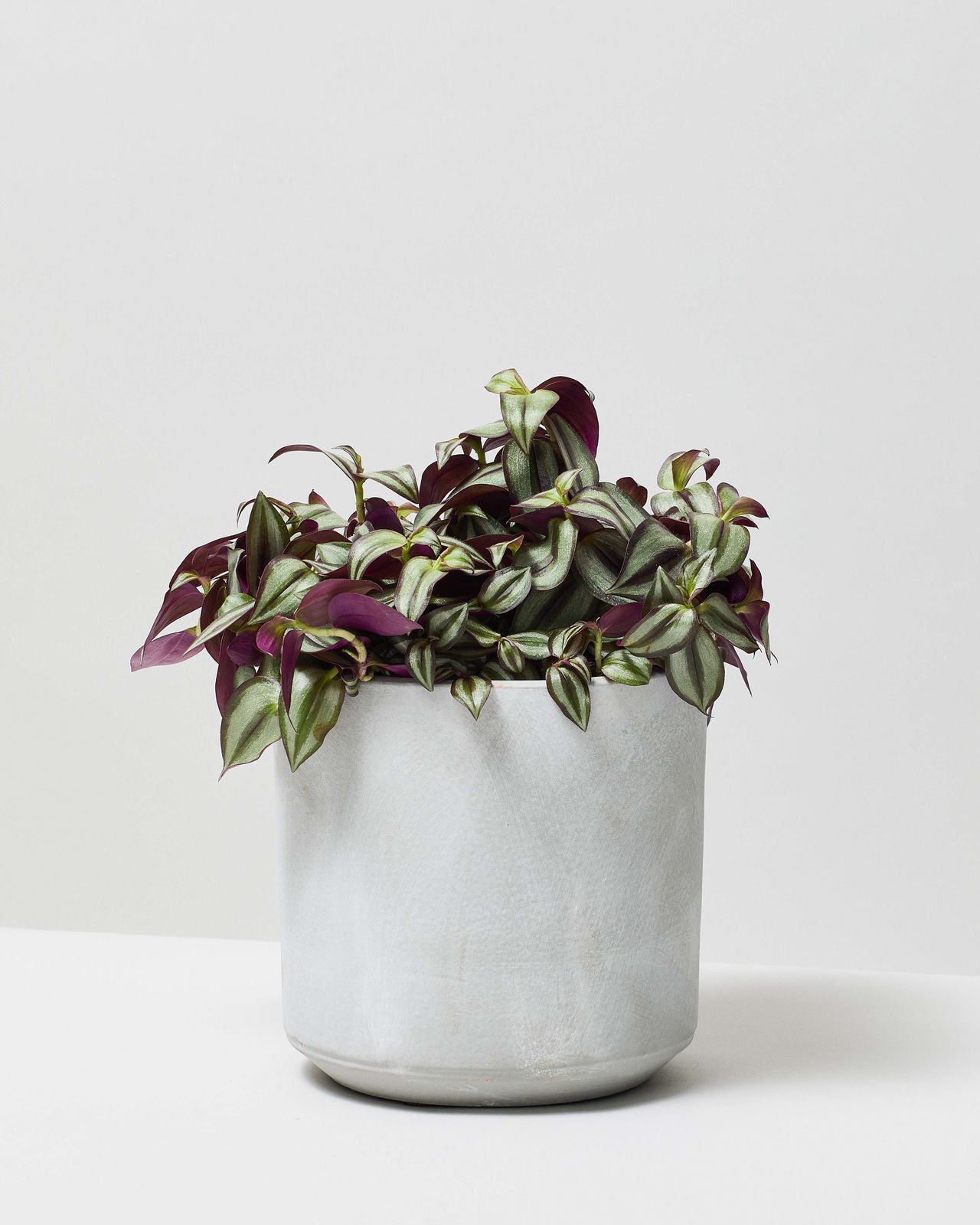 Silver Inch Plant Tradescantia Zebrina Purpusii The Stem