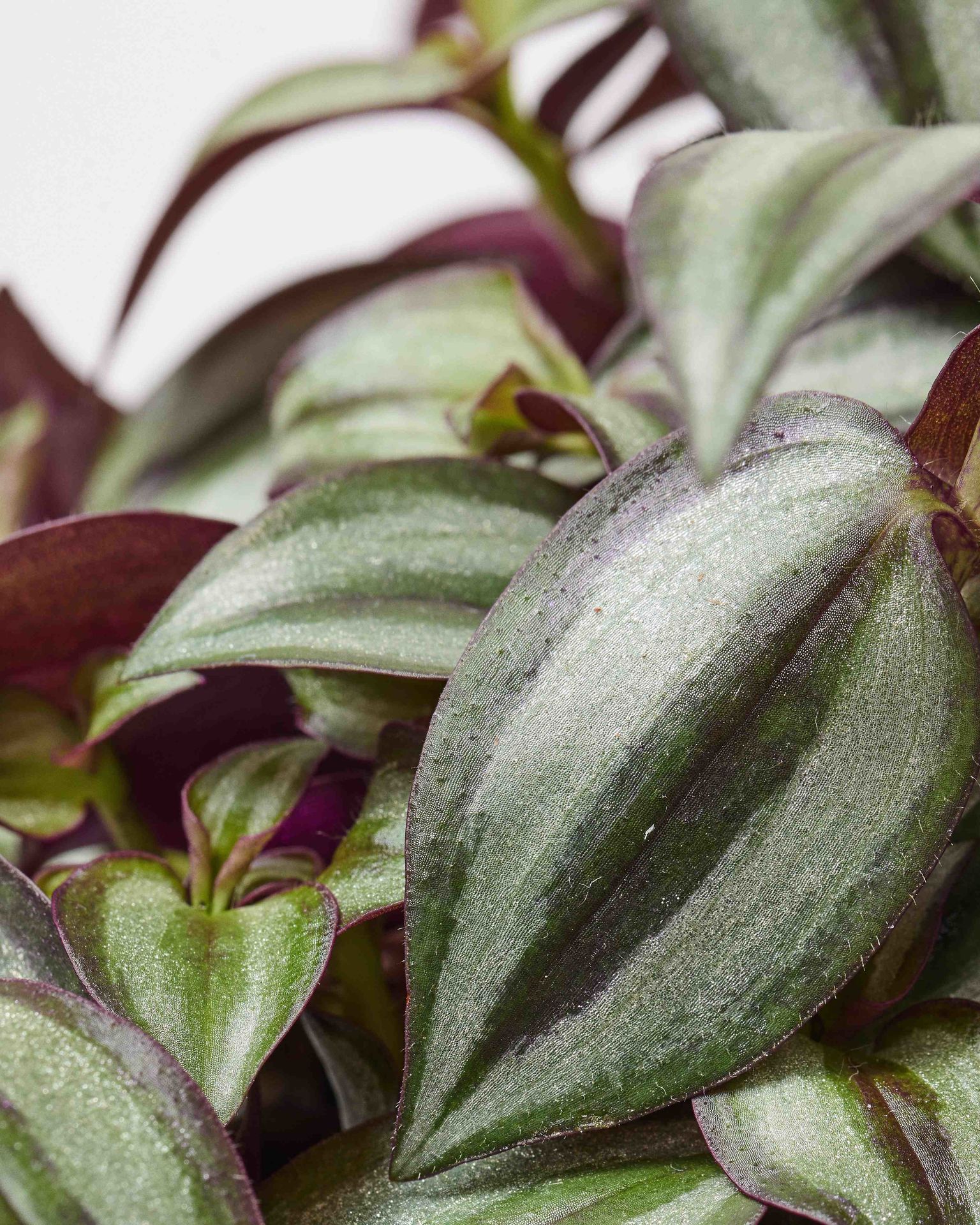 Silver Inch Plant Tradescantia Zebrina Purpusii The Stem