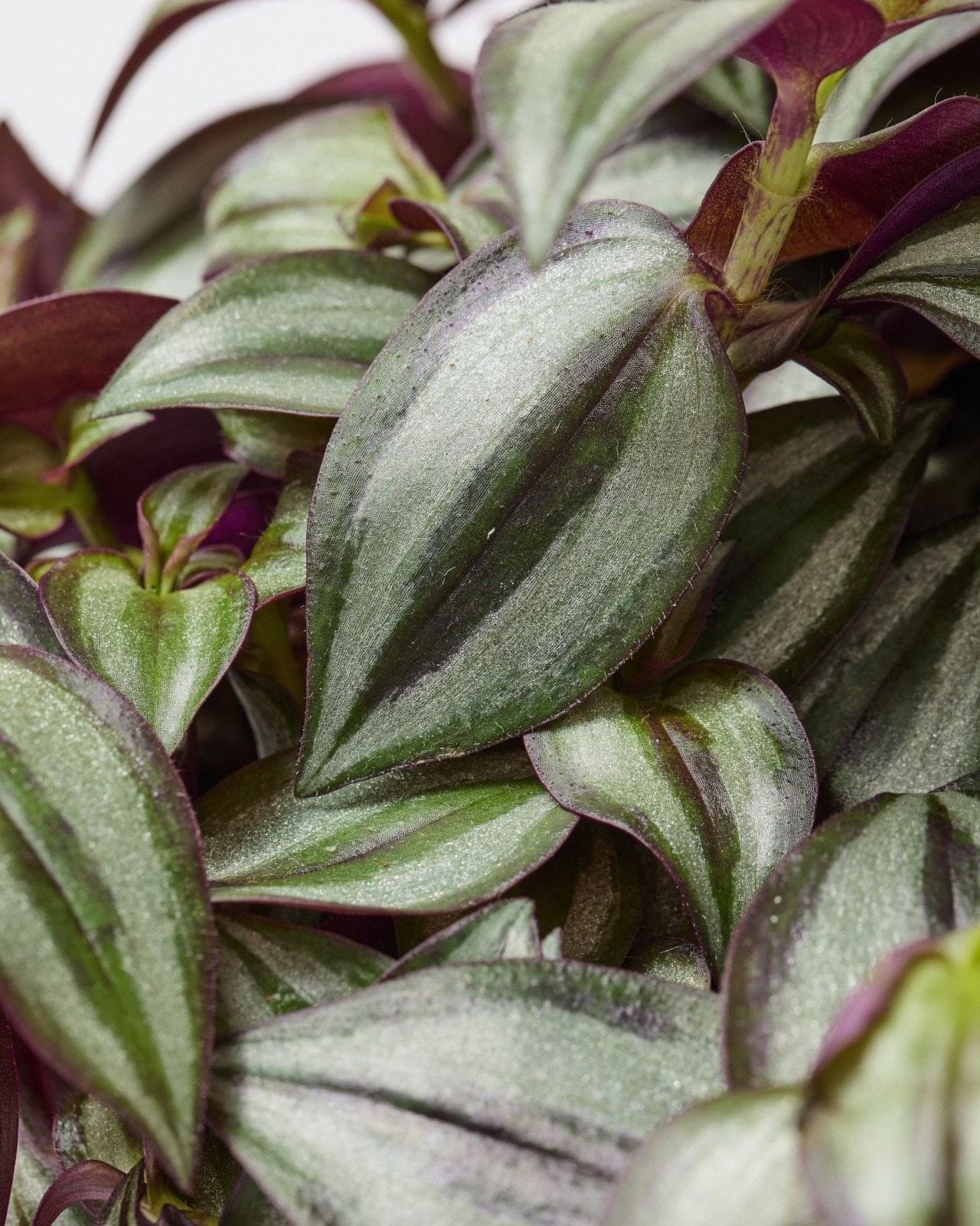 Silver Inch Plant Tradescantia Zebrina Purpusii The Stem