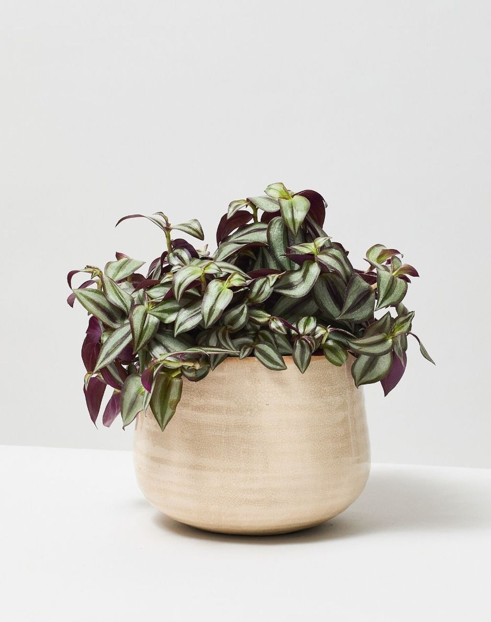 Silver Inch Plant Tradescantia Zebrina Purpusii The Stem