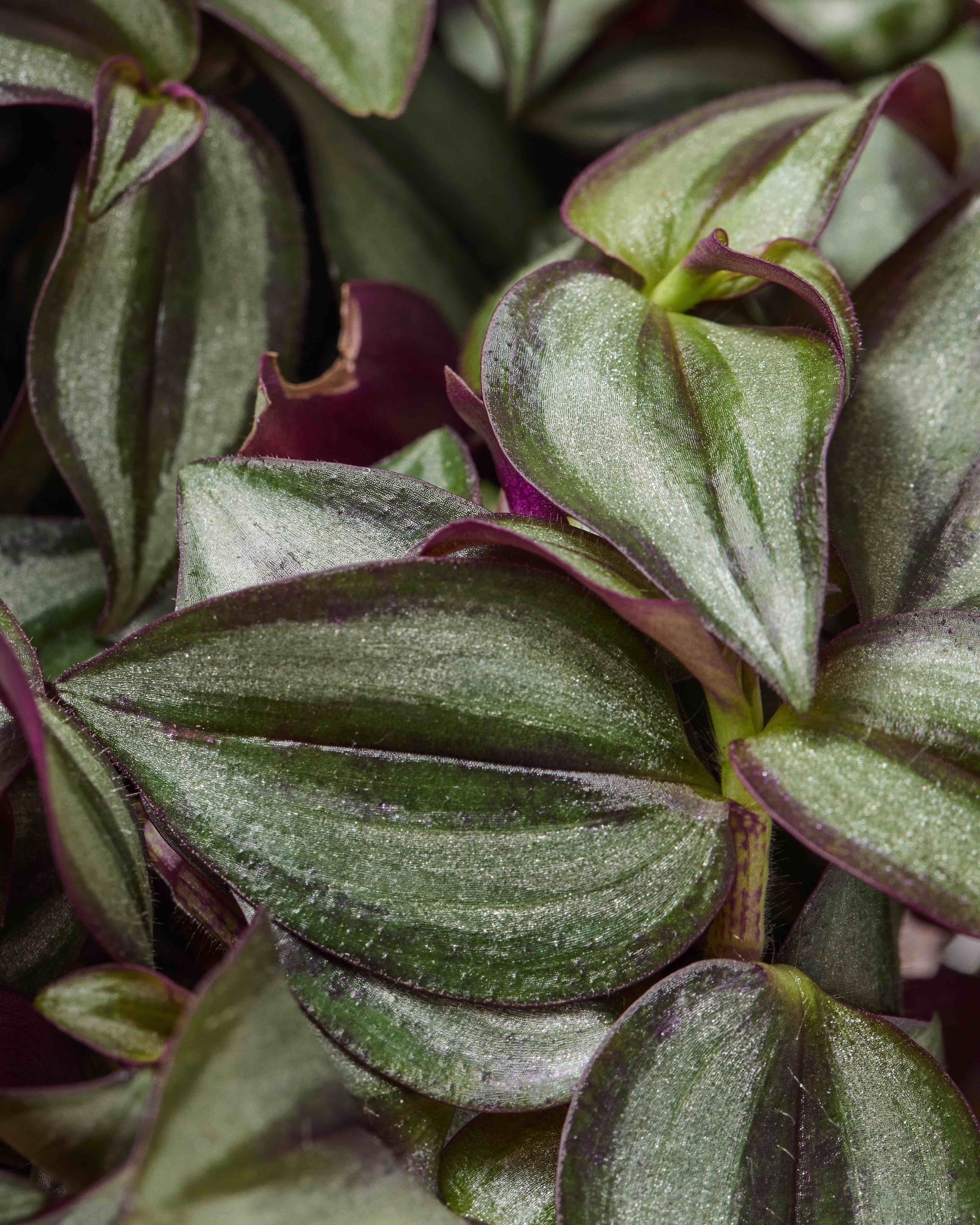Silver Inch Plant Tradescantia Zebrina Purpusii The Stem
