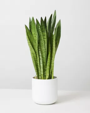 Snake Plant Zeylanica 1