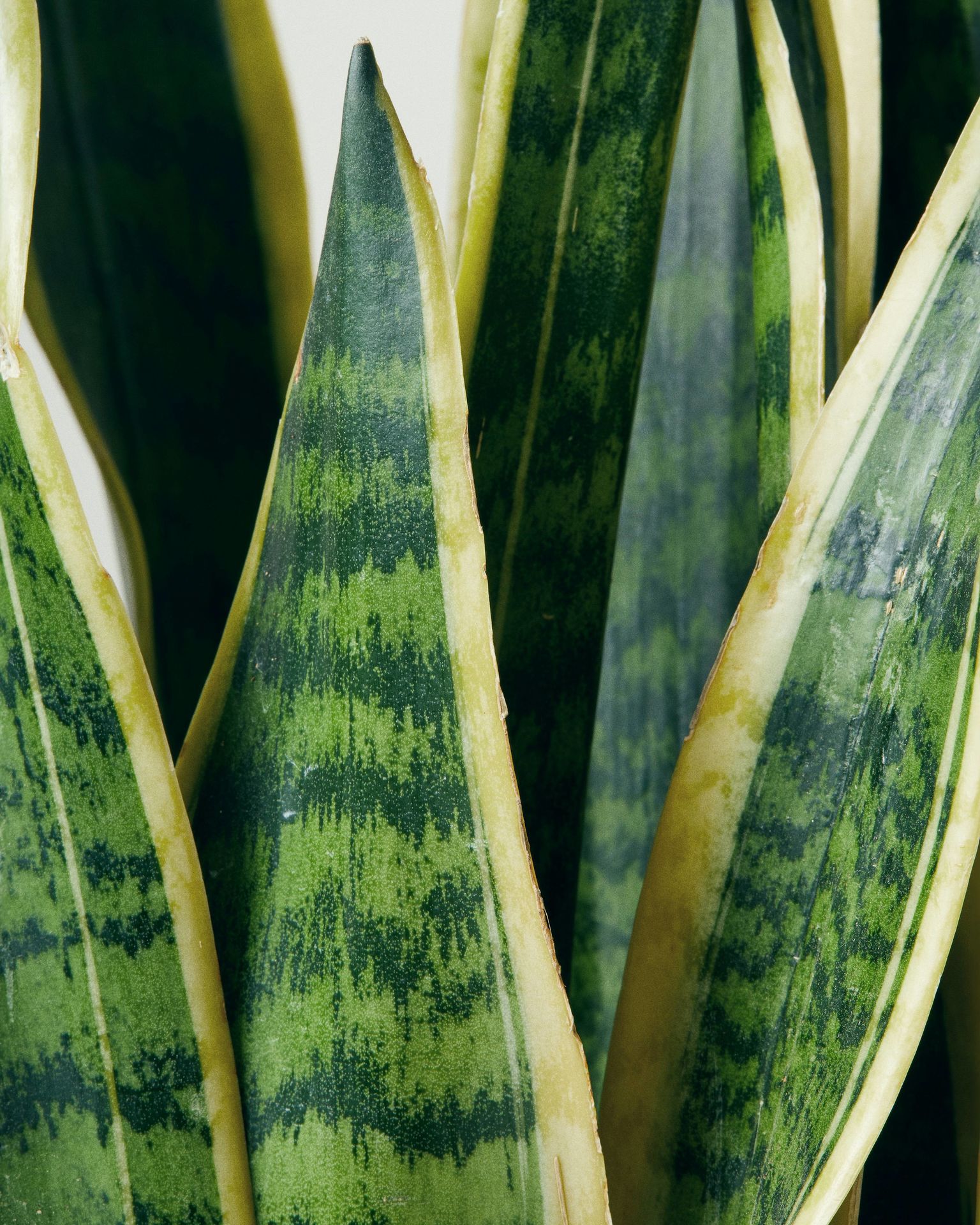 Snake Plant Laurentii Laurentii Sansevieria The Stem