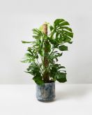 Monstera pertsum 1