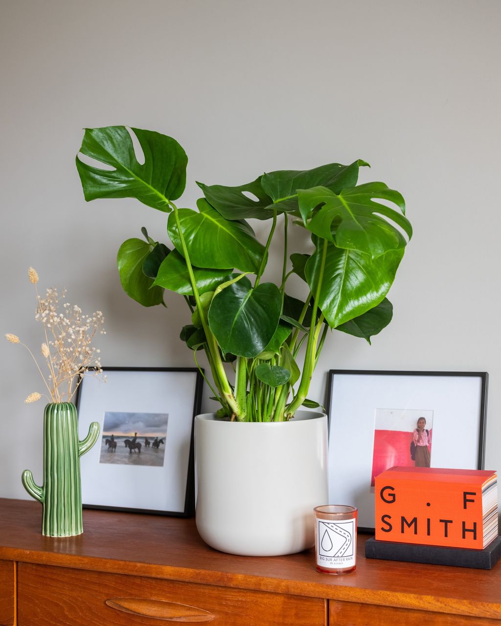 Swiss Cheese Plant Monstera Deliciosa The Stem