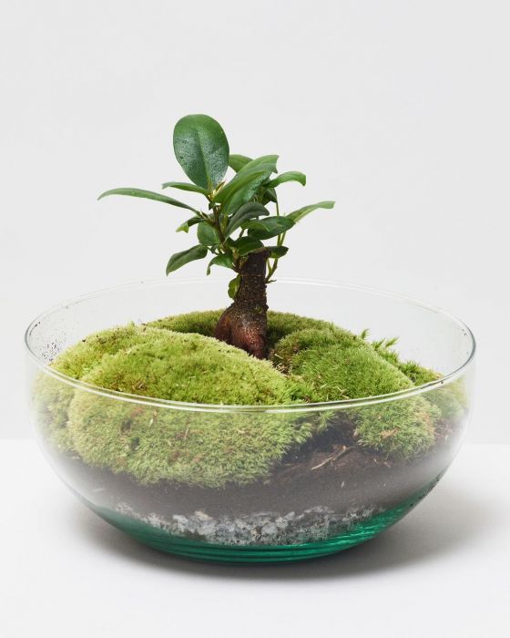 Terrarium Dome Glass Terrariums The Stem