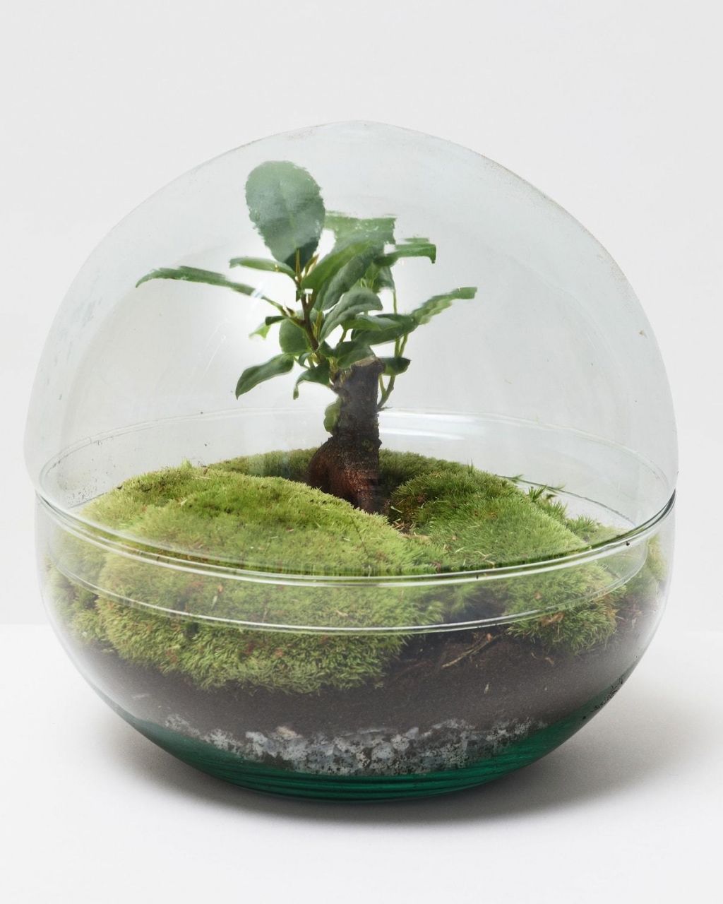 Terrarium Dome Glass Terrariums The Stem