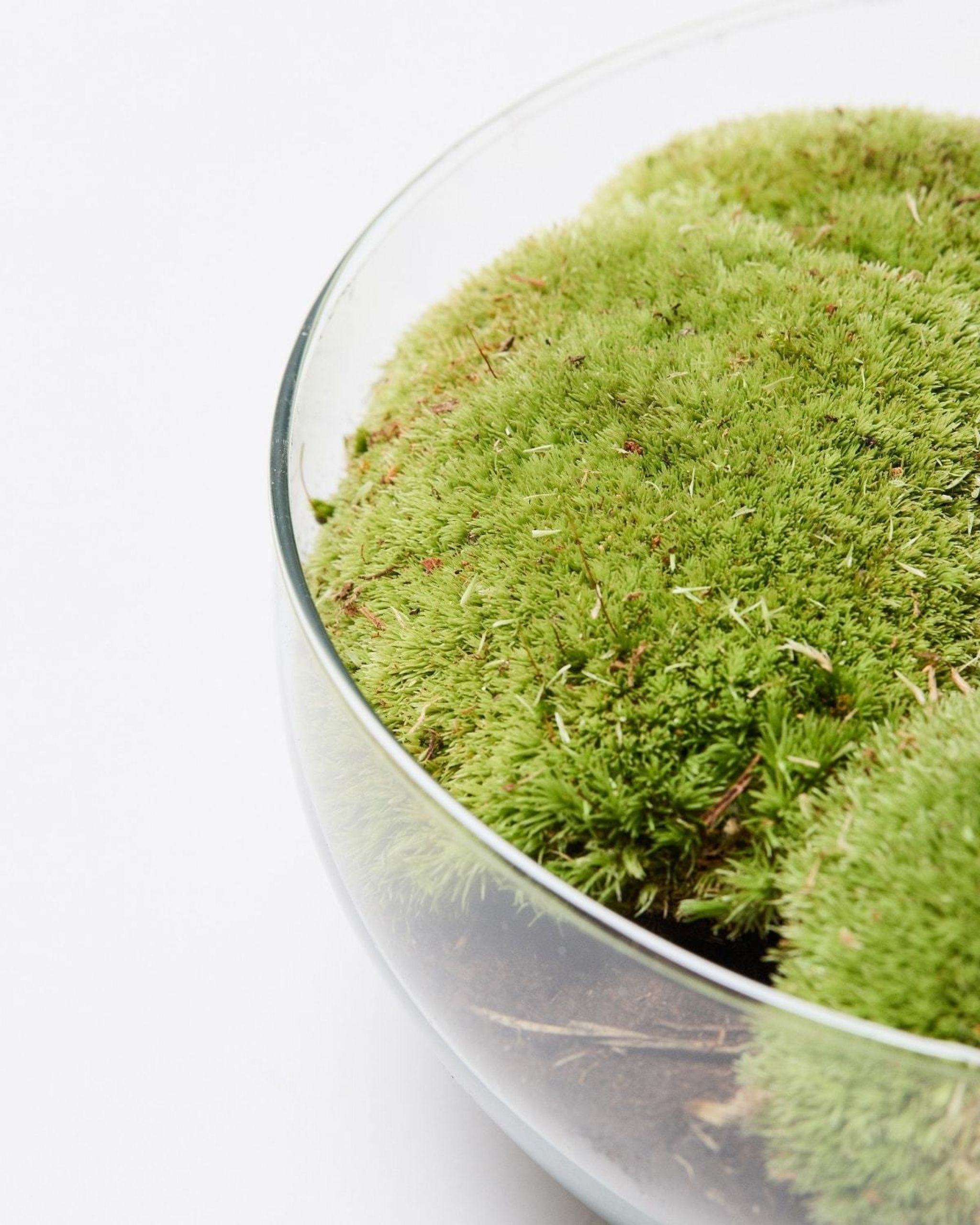 Terrarium Dome Glass Terrariums The Stem