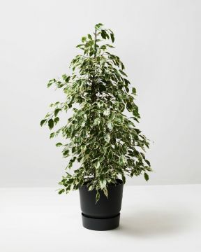 Weeping Fig Twilight 4
