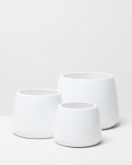 Pumpkin white 1